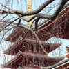 浅草雷門(東京　台東区)