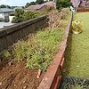 私の担当😊アベリアの花50株ほどの垣根も台風の被害!!