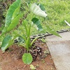 雨に濡れた花たち