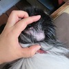 ダニじゃなかった…カモ？