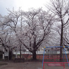 麦野公園の桜 2014.3.26