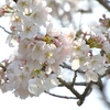 乗附緑道の桜並木（高崎）・昨日は五分咲でした。