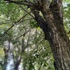 黒にんにく作り  初挑戦