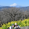 菜の花ウォッチング2023～吾妻山公園からの絶景と早咲き菜の花＋オリーブ農園を歩く～　2023/01/09