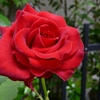 季節の花　