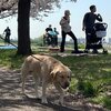 ワンコとお散歩は最高なのだ！