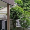 ヤマモモの木の剪定を