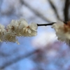いなべ市梅林公園②