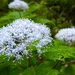 まさかの梅雨明け(^_^;)
