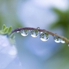 雨と花と散歩