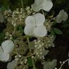 Hydrangea paniculata　ノリウツギ