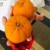 【チャイニーズニューイヤー】みかんの意味🍊