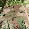 庭の畑仕事　夏野菜を植える