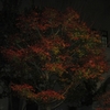 今週の三田・里山キャンパス（943）：夜の紅葉