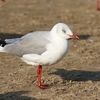 ズアオカモメ(Grey-headed Gull)