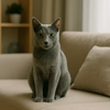 猫ミーム診断で分かるあなたの性格タイプとは？ネコの性格パターンを徹底解説
