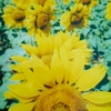 SEEDS OF LOVE