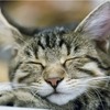 What do animals dream about?