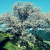 GIMP用プラグインスクリプト「Cross processing effect...」で、桜の写真をレトロっぽく緑を強めにしてみた。色加工。
