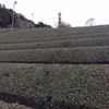 一番茶前の手直し