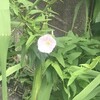 昼顔