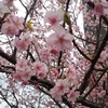 三浦半島　河津桜と菜の花の散歩