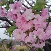 4月中旬の戸田川緑地公園第3駐車場周辺はソメイヨシノと何種かのサトザクラが満開だった