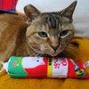 4月前半の #ねこ #cat #猫 どらやきちゃんA