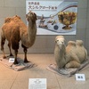 岡山県立美術館 世界遺産 大シルクロード展