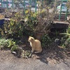 自分が死んでしまう前に猫を飼いたい