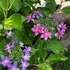 紫陽花