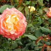 よしうみバラ公園のバラたち （78） ～ 花は心をあたためてくれる ～