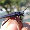 九州南部で昆虫採集したよ（２０２４　０６０１）その１。