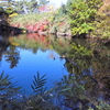 川越カントリー横の池（仮称）（埼玉県東松山）