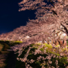 日本の桜100選！都内にある5箇所の名所はどこの桜だ！？