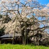 南明寺の糸桜