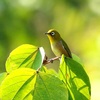 メジロ♪コサギ♪鳶♪河津桜♪&#9835;&#9836;