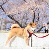 桜吹雪のお花見