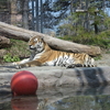 昨日、円山動物園に日ハムの稲葉篤紀がおったで？