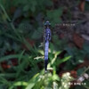 シオカラトンボ  Orthetrum albistylum speciosum