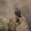 サボテンミソサザイ(Cactus Wren)