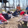 森のお遊び会　4月　麦の種蒔き、巣箱つけ