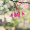 カンヒザクラ（寒緋桜）by X-T5 + SIGMA 18-50mm F2.8 DC DN