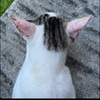 島猫TNR＝石垣島のノラ猫へ不妊手術。336匹目、337匹目、😺