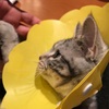 ニャン・ニャン・ニャン猫の日に、ジルの抜糸をしに病院に行く！
