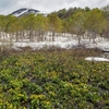 残雪が割れて現れた湿地に、ミズバショウやリュウキンカの花が