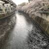 桜、散りゆく
