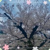 サクラサク京大の入学式の思い出②🌸👨‍🎓🏫🌳