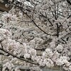 桜が咲いてしまった