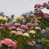 続金沢の紫陽花寺（後編）